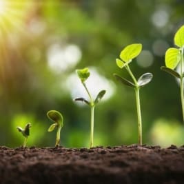 Image of plants growing