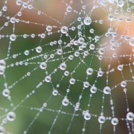 spider web with dew drops