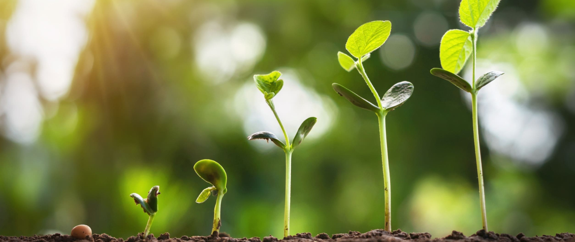 Image of plants growing