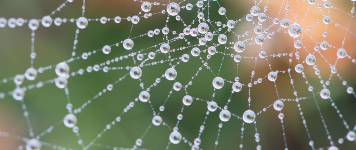 spider web with dew drops