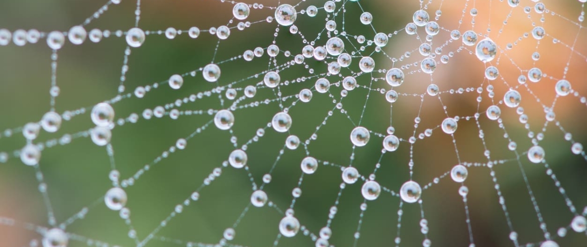 Cobweb covered in dew during heavy fog spider web with dew drops
