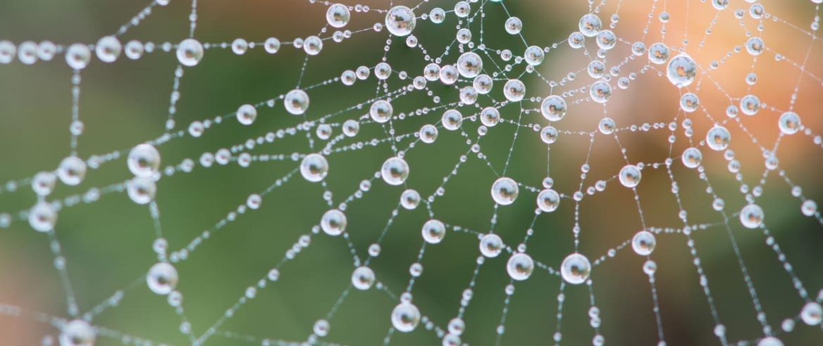 spider web with dew drops